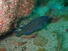 Chromis punctipinnis