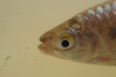 Brycinus imberi