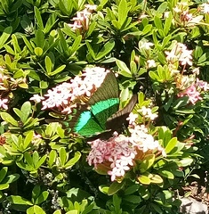 Papilio palinurus daedalus