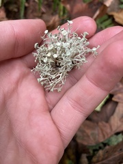 Ramalina dilacerata