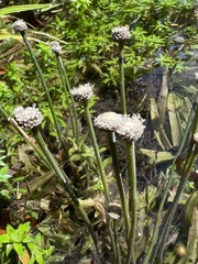 Eriocaulaceae