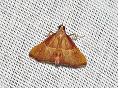 Endotricha erythralis