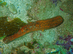 Apostichopus parvimensis