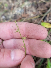 Oplismenus hirtellus