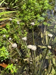 Eriocaulaceae