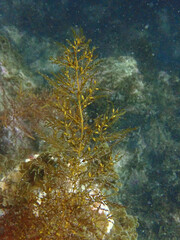 Sargassum horneri