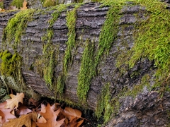Hypnum circinale