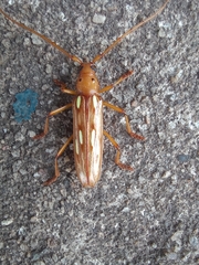 Eburodacrys fortunata