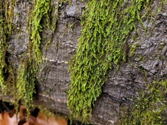 Hypnum circinale