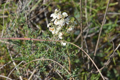 Polygonella americana