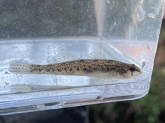 Etheostoma olmstedi