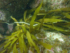 Eisenia arborea