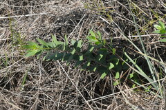 Stillingia sylvatica