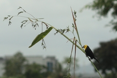 Chrysomus icterocephalus