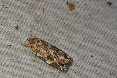 Choristoneura fumiferana