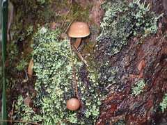 Mycena subgalericulata