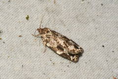 Choristoneura fumiferana