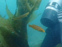 Halichoeres californicus