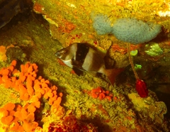 Pseudogoniistius nigripes