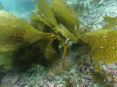 Eisenia arborea