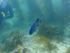 Chromis punctipinnis