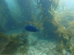 Chromis punctipinnis