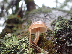 Mycena subgalericulata