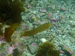 Heterostichus rostratus