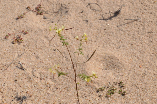Image of Polanisia erosa by (c) Dan Johnson, some rights reserved (CC BY)