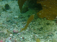 Heterostichus rostratus