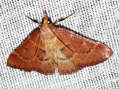 Pyralinae