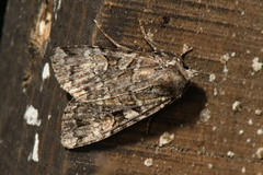 Anaplectoides pressus