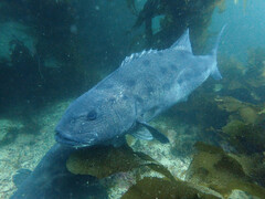 Giant Sea Bass photo 3