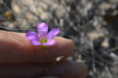 Oxalis violacea