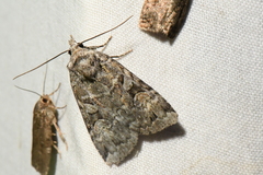 Anaplectoides pressus