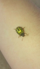 Calligrapha polyspila