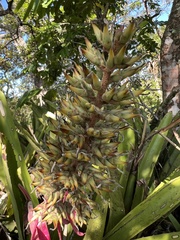 Aechmea stenosepala