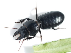 Scarites vicinus