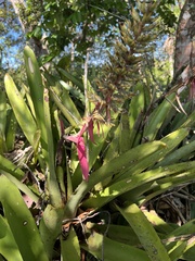 Aechmea stenosepala