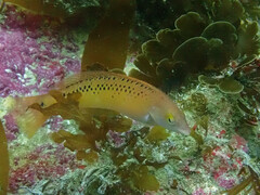 Halichoeres semicinctus