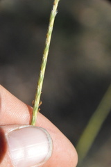 Elionurus tripsacoides