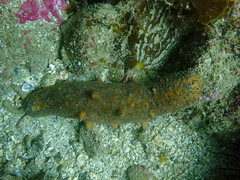 Apostichopus parvimensis