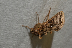 Autographa mappa