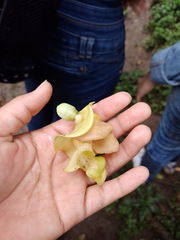 Gmelina arborea