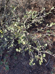 Cercocarpus betuloides