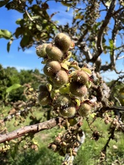 Curatella