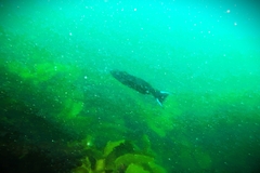 Olisthops cyanomelas