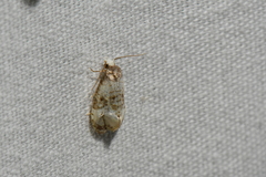 Phalonidia memoranda