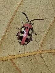 Omophoita