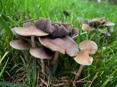 Psilocybe stuntzii